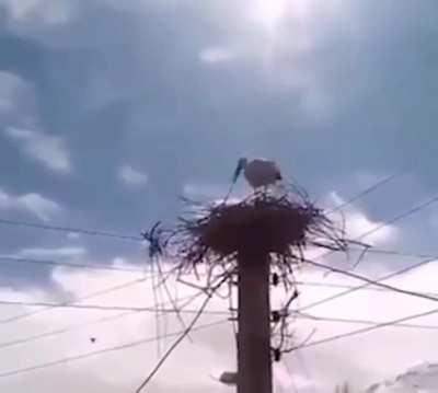 helping a stork to build his nest after a long journey, Eastern Kurdistan.
