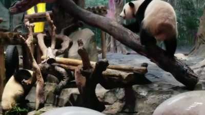 Pandas at top speed!