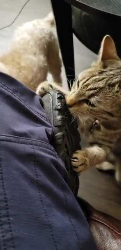 I think I stepped in kitten ecstasy at work...