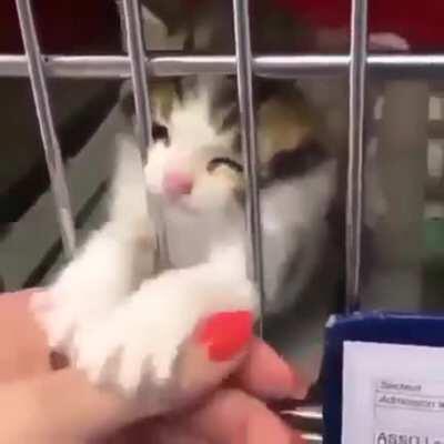 Pls adopt, don’t buy. 🐾💕