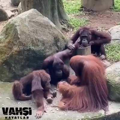This video filmed in a zoo shows an orangutan monkey who appears to be teaching toolmaking to other primates. The way they are all attentive is scary