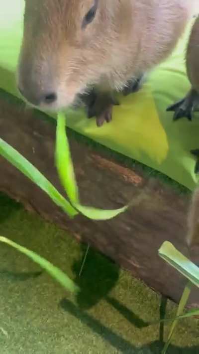 We managed to touch and feed these Thai capys🇹🇭🥹(read comment for vital info!)