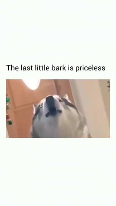 The last little bark is priceless