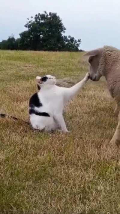 STAY OUT OF MY FACE!! TALK TO THE HAND!!