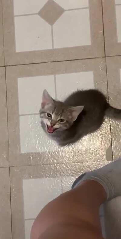 This is Sally’s way of saying “Give me some salami, Mom!”