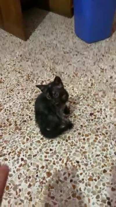 Tiny cat gets startled by giant hand