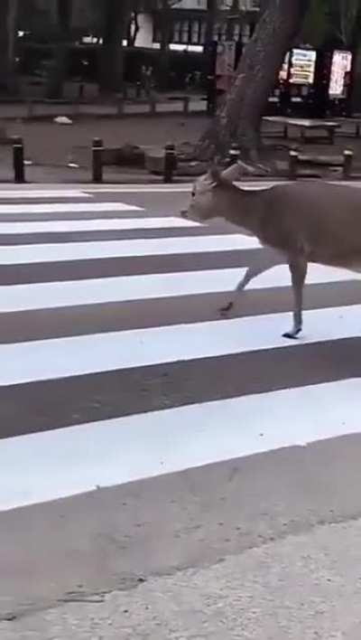 A Deer in Nara politely waiting for traffic to stop before crossing