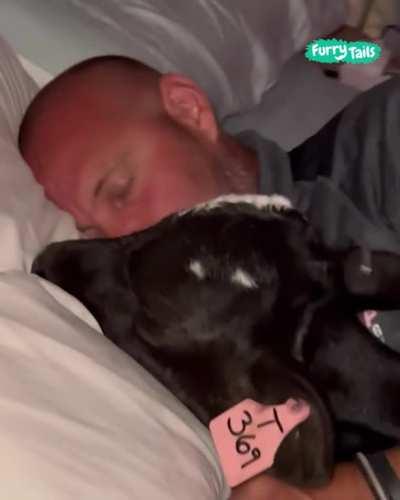 Who Lets The Cows Out?