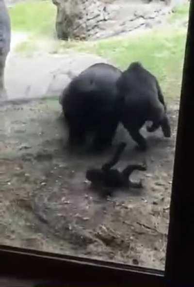 Monke fight