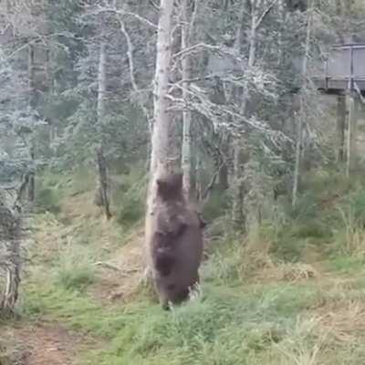 Salmon season has been good to this bear