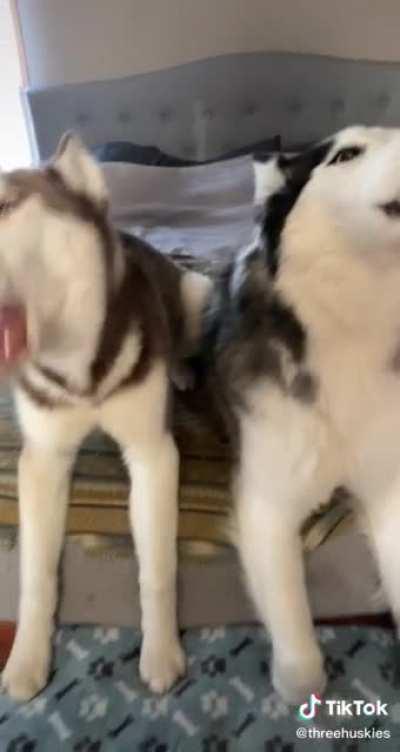 Three screaming banshees wake up the entire neighborhood before going to the park