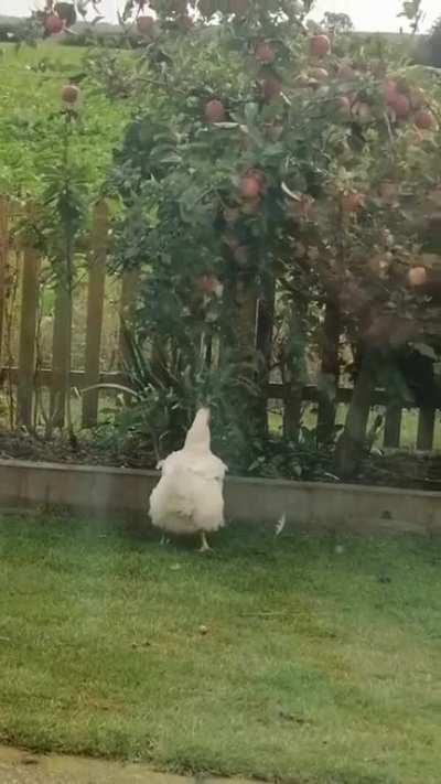 Bertha trying to pick an apple