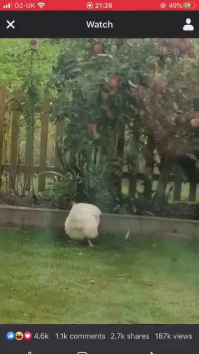 If at first you don’t succeed...