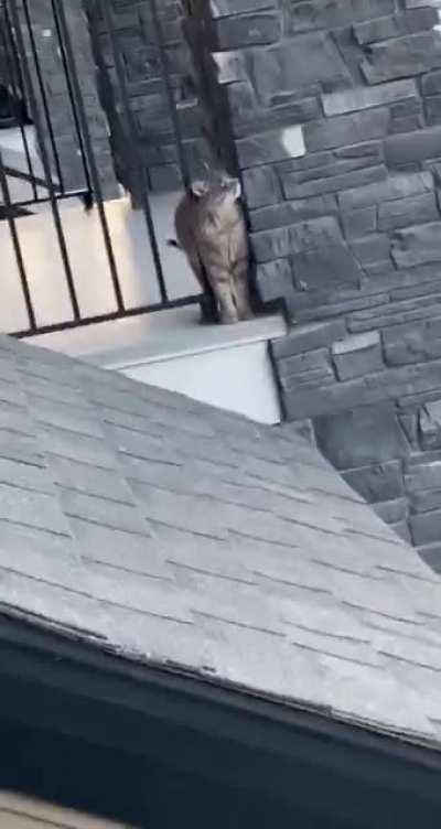 That’s my cat. That’s not my patio.