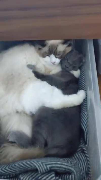 We were a bit worried about how well our cats would get on with each other before they met. A few weeks after meeting... :)