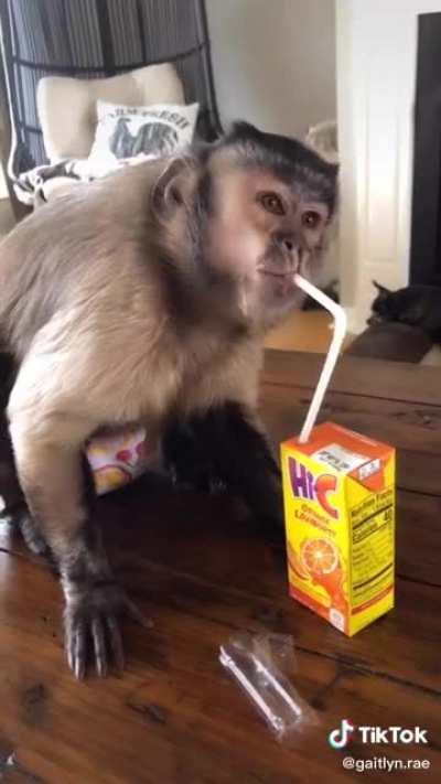 Monkey having a drink