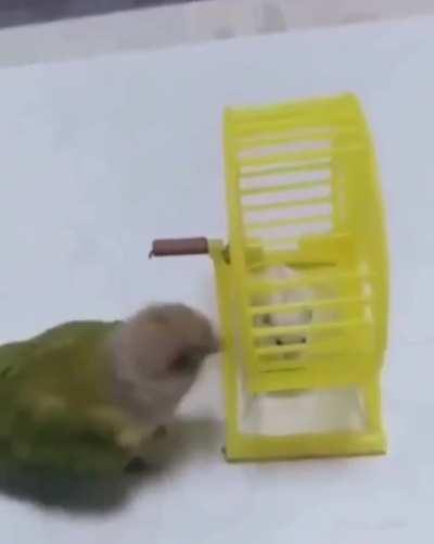 Parrot with no mercy