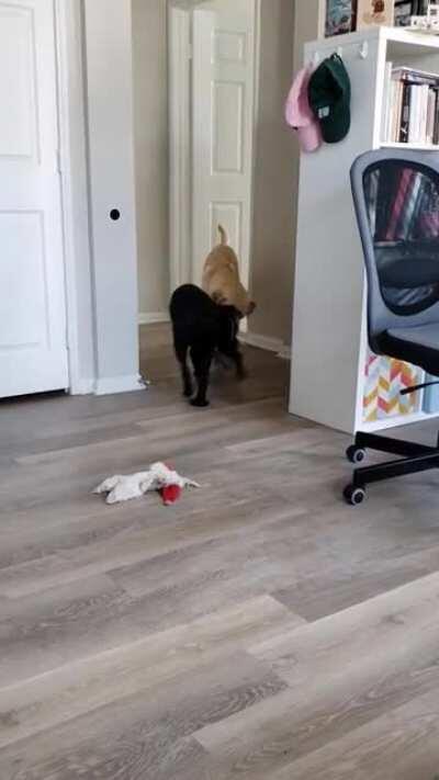 Charlotte is learning to retrieve medication as a service dog tasks, but still struggles on the 