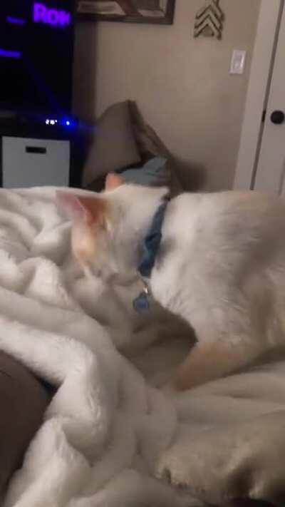 He really puts his whole body into his work. Such dedication earns him treats.