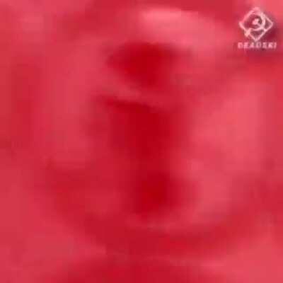 Un clásico con perritos