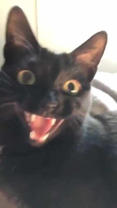 All kinds of ekekekekekeks