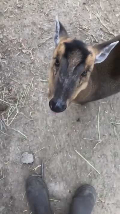 Would you like a bananea