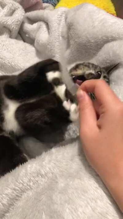 More slaps + successful steal