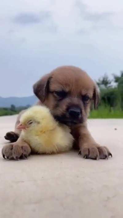 So hard babysitting the duckling 😴