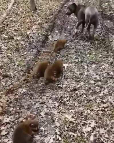 Trash pandas and a pitbull :)