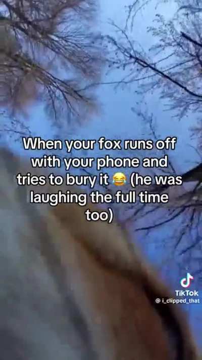 Hope terrorisor likes foxes. The little laughs 🥺