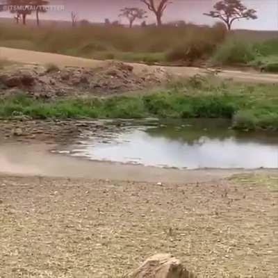 🔥 Gazelle Jukes Lion Into Another Dimension 🔥