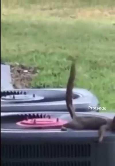 Protendo poopookaka af ninterbem