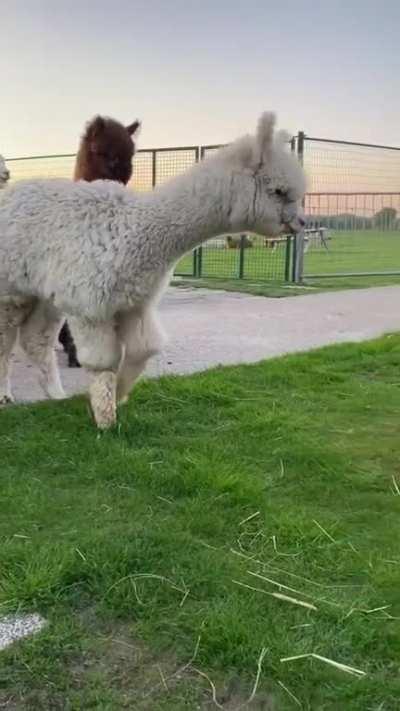Alpacas - Stranger danger!!!