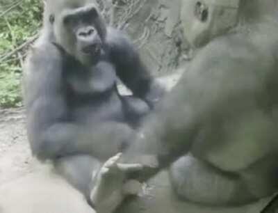 Gorilla pranking his friend