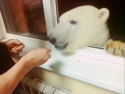 You need to feed the bears so they don't get angry at you.