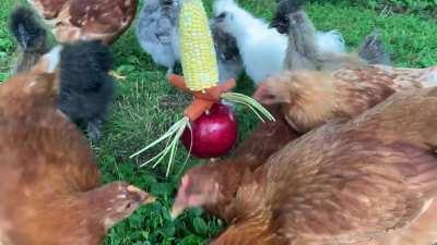 I saw a picture of an apple on a stick for some chickens and I thought, why not a kabob?