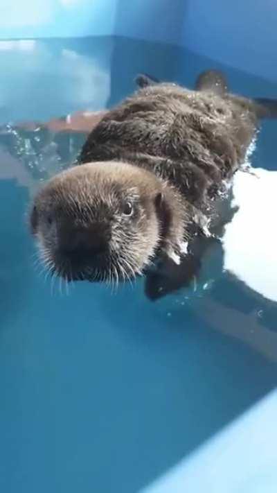 Baby sea otter Joey in his "big boy tub"