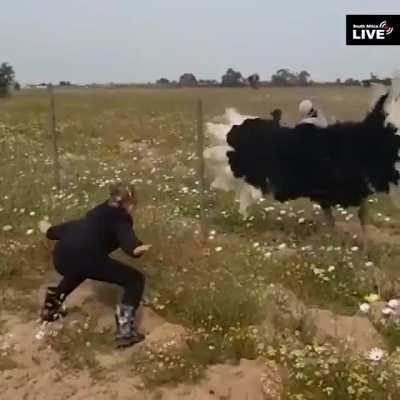The ostrich is doing a mating dance to a CHILD. Lewd.