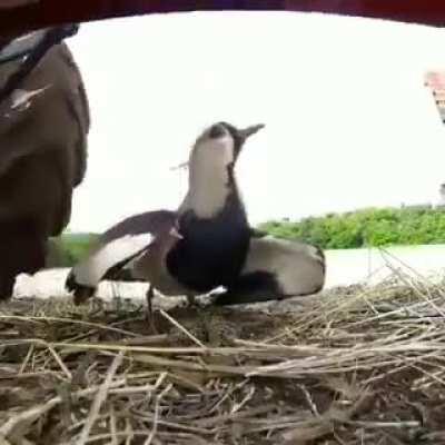 The stress of being a parent. Birb.