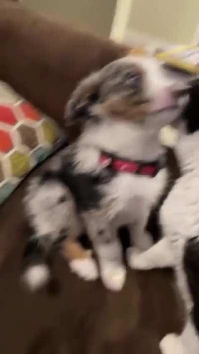 So cute even the cat agrees