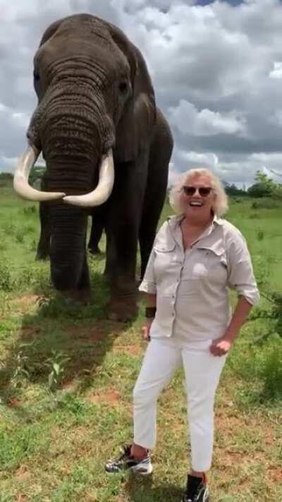 Elephant plays with lady by taking her hat and then returning it. Such intelligent and playful animals.