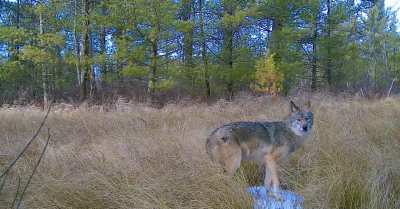 Throw it in reverse, coyote!