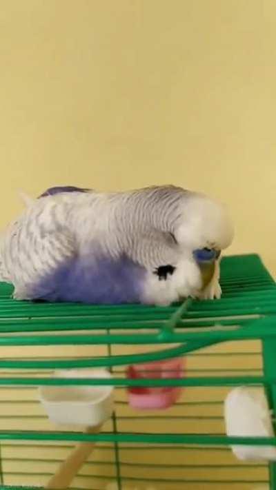 Getting caught having a funny dream