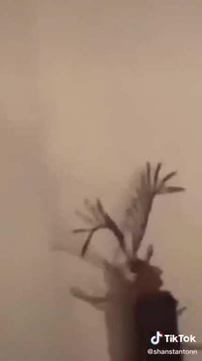 everybody gangsta till the eyelash bug start flyin