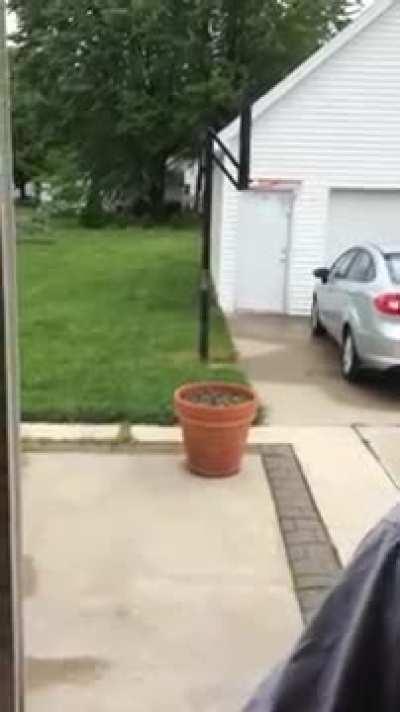 Dastardly Dog Hides Behind Flower Pot