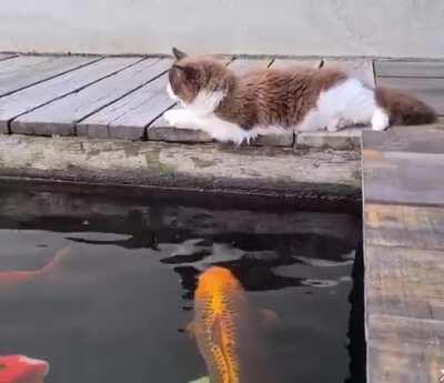 Cat vs Fishes