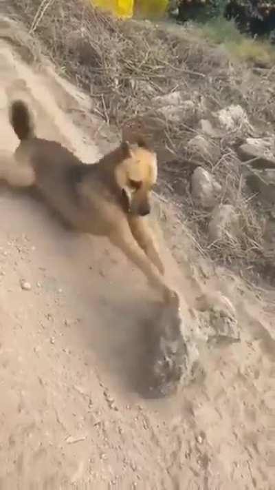 Some dogs love sticks, some love rocks.