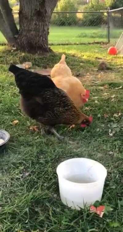 Puff and Dumpling were eating but Puff is stupid and thinks she needs to dig the food that’s already in the bowl. She caused a near system shutdown. Chicken.exe has stopped working.