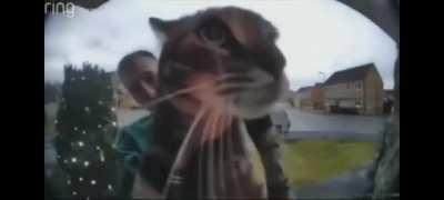 ring doorbell cat