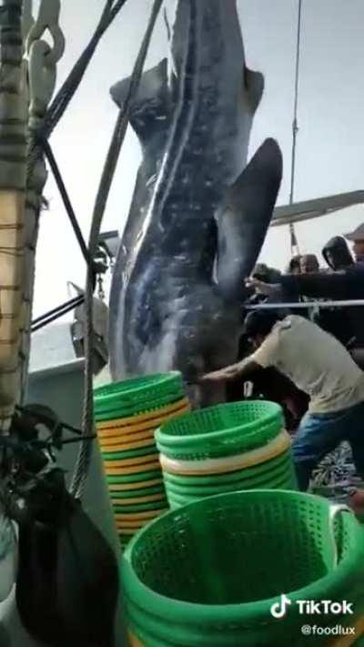 HMFT after a whole shark falls on me